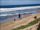 Surfer and dogs at "J-Bay" SA